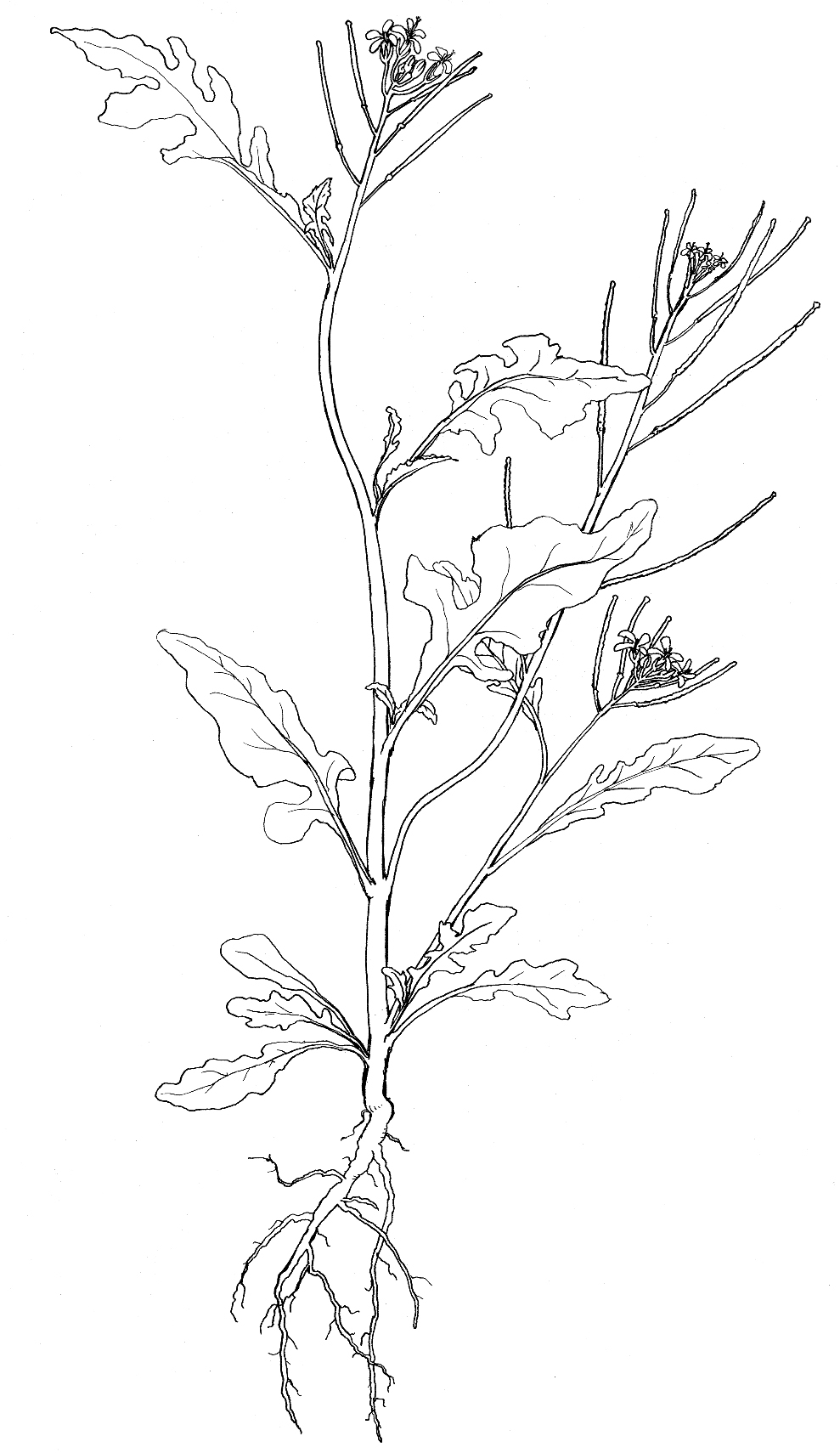Wild mustard